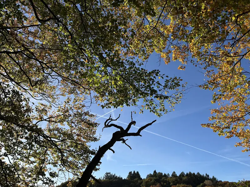 Stemningsbillede fra naturen, Fotograf: Heidi Søndergård Mathiesen
