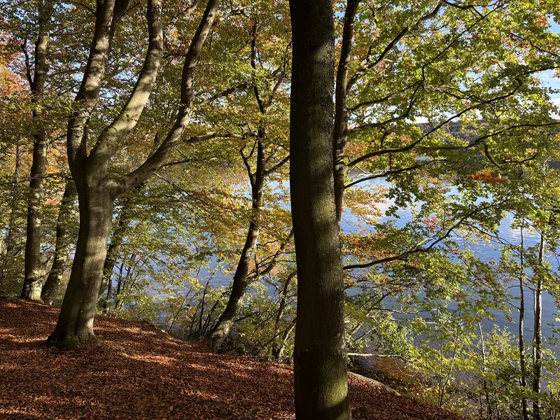 Stemningsbillede: Løvfald i naturen, Fotograf: Heidi Søndergård Mathiesen
